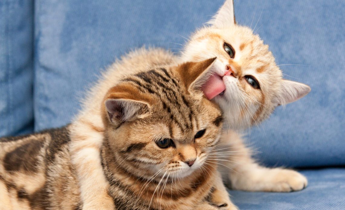 A pair of cats cuddling.