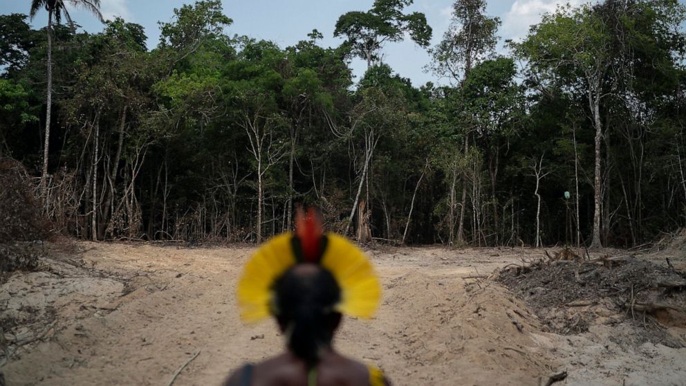 Brazil's Amazon deforestation hits record for month of April