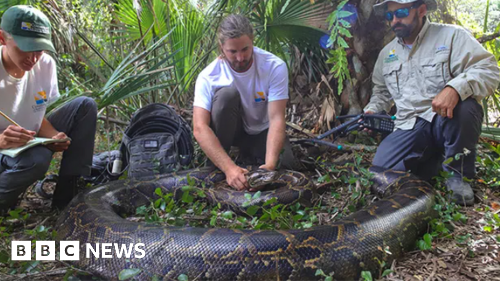 Florida nabs largest python ever found in state