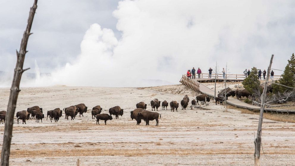 PHOTO: Bison and visitors using the boardwalk at Fountain Paintpots (this photo is not representative of the specific incident described below).
