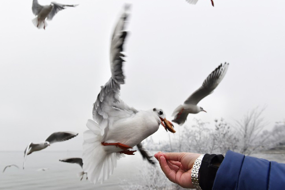 A sexist seagull is keeping a man prisoner in his own home