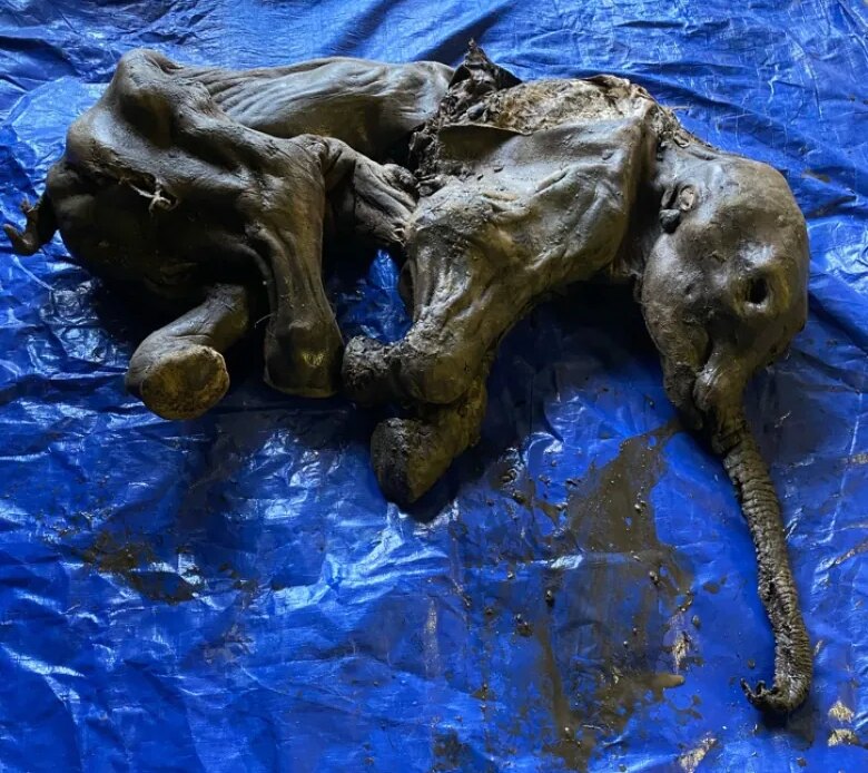 'She's perfect and she's beautiful': Frozen baby woolly mammoth discovered in Yukon gold fields