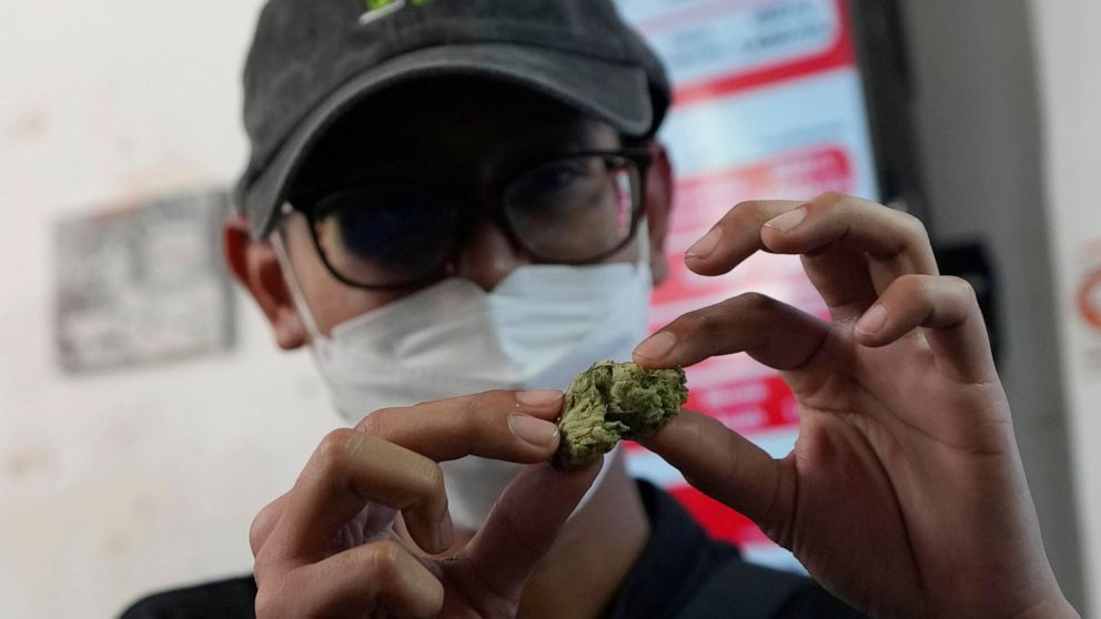 Highland Cafe's first customer Rittipomng Bachkul shows a piece of marijuana in Bangkok, Thailand, Thursday, June 9, 2022. Measures to legalize cannabis became effective Thursday, paving the way for medical and personal use of all parts of cannabis p
