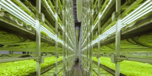 1657582728 577 Vertical farming provides alternative way to grow fruits and vegetables