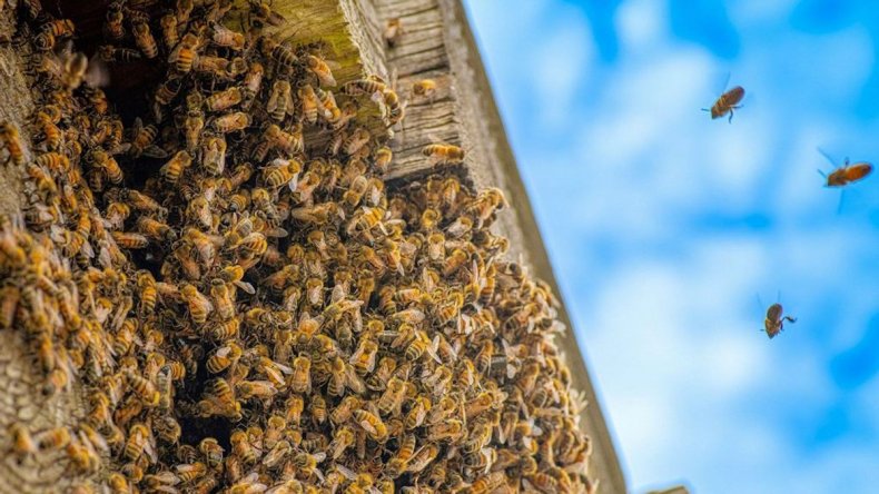 Honeybees invade wood