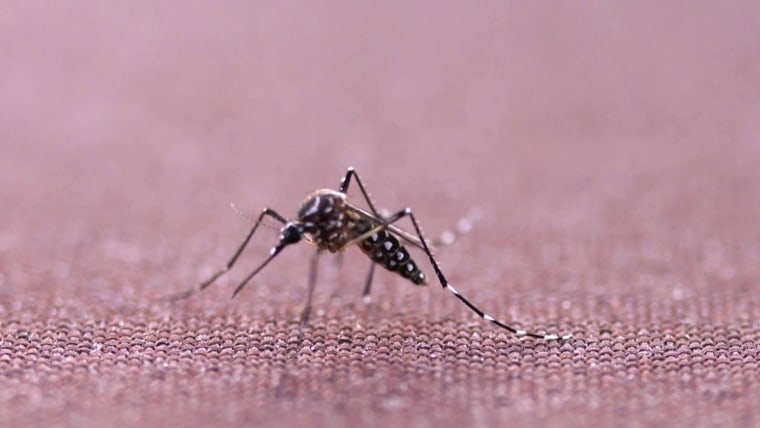 Mosquitoes sniff out hosts infected with certain viruses, researchers find