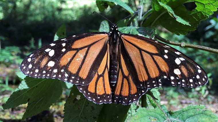 Saving endangered monarch butterflies is at our fingertips 