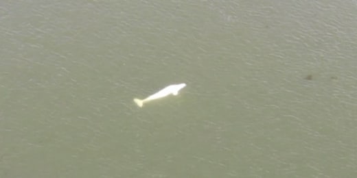 1659695112 105 Beluga whale found in Seine River baffles