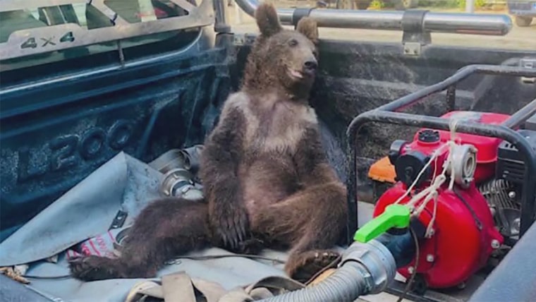 Brown bear cub high on ‘mad honey’ rescued in Turkey
