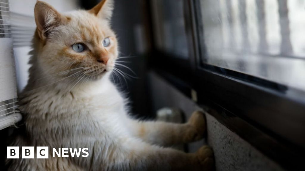 Cats to be freed from special lockdown in German town