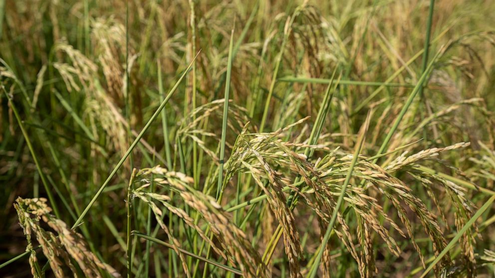 FILE - Rice plants that are turning yellow in color blow in the breeze in a farm field in Mu'er town on the outskirts of Chonqing, China, Sunday, Aug. 21, 2022. The very landscape of Chongqing, a megacity that also takes in surrounding farmland and s