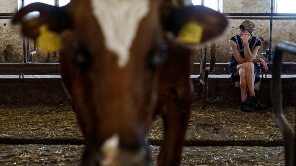 Halyna Borysenko waits to milk cows at the KramAgroSvit dairy farm in Dmytrivka, Donetsk region, eastern Ukraine, Wednesday, Aug. 10, 2022. One of the last working dairy farms in Ukraine's eastern Donbas region is doing everything it can to stay aflo