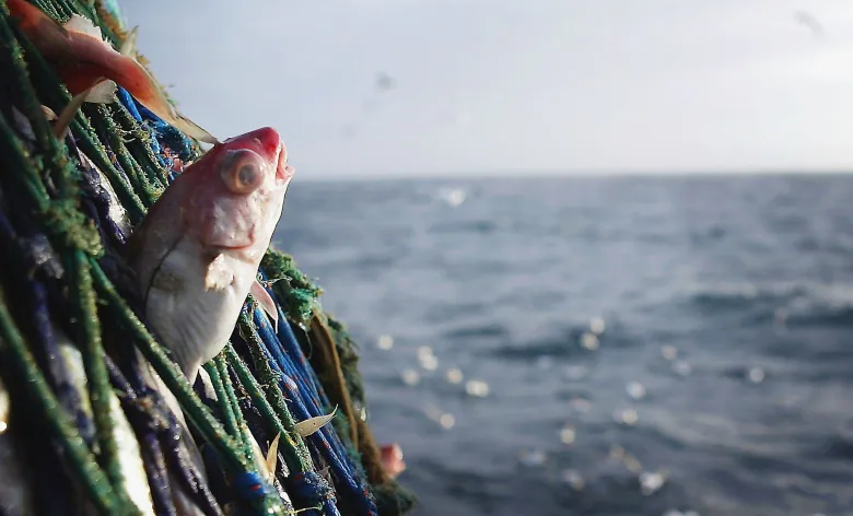 A red-tinged fish peeks out of a net on the ocean.