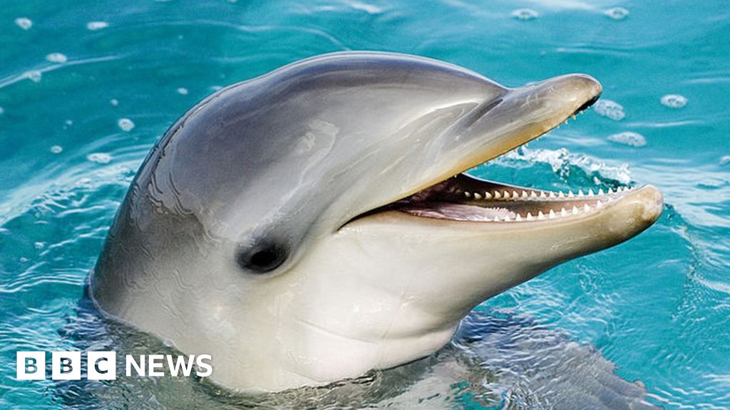 Japan dolphin: Two more swimmers bitten