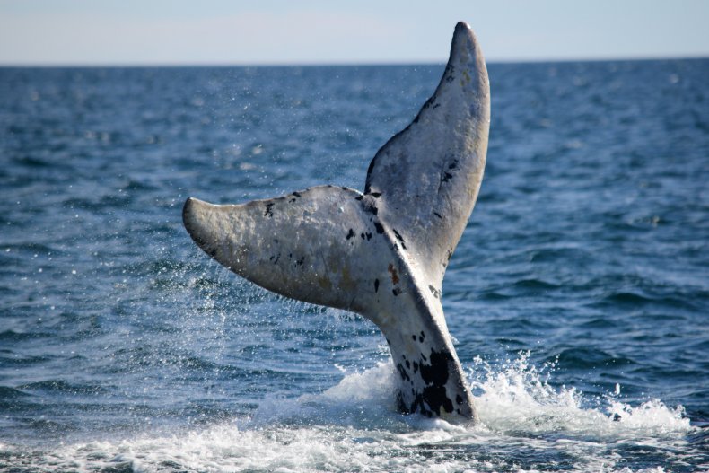 whale whale