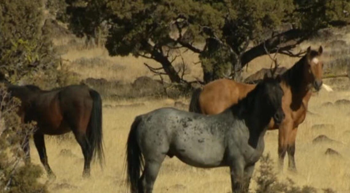 Lawmakers, agency look for ways to safely round up 82,000 wild horses spread across 10 states