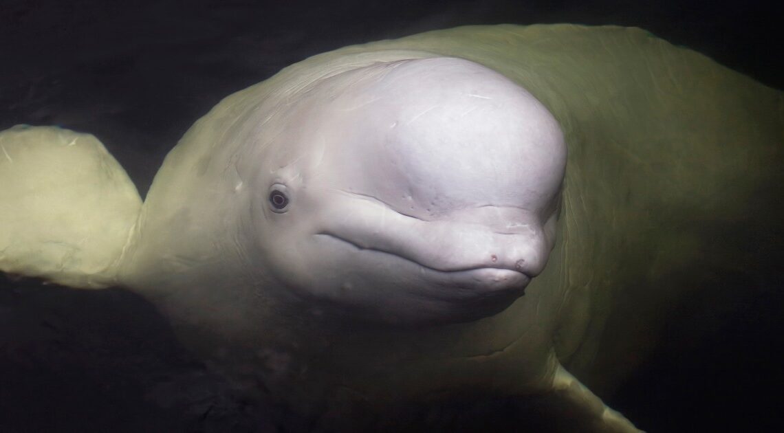 Rescuers face race against time to rescue beluga whale in France’s River Seine