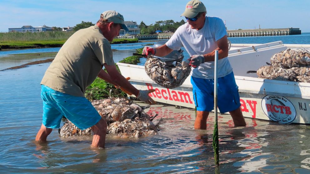 Workers place bags of shells containing baby oysters into the water in Beach Haven, N.J. on Aug. 19, 2022 as part of a project to stabilize the shoreline by establishing oyster colonies to blunt the force of incoming waves. (AP Photo/Wayne Parry)