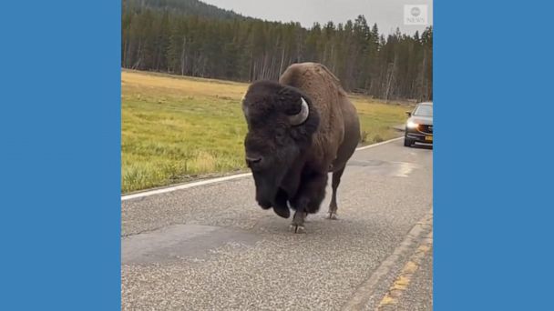 WATCH:  Meandering bison slows down traffic in Yellowstone