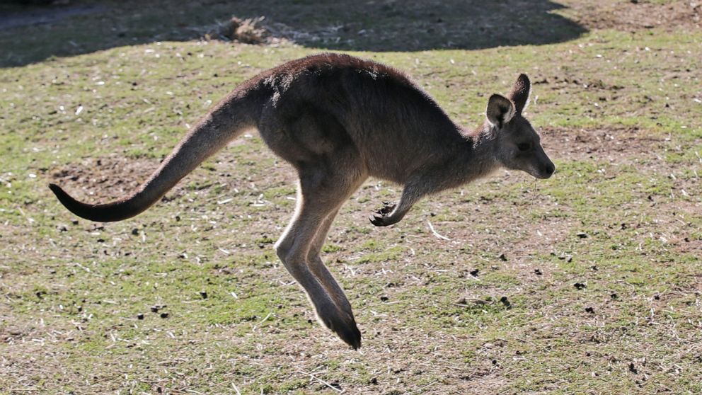 FILE - A grey kangaroo hops along a hill side in the Wombeyan Karst Conservation Reserve near Taralga, 120km (74 miles) south west of Sydney, Australia, Aug. 18, 2016. A 77-year-old man has died after a rare kangaroo attack in remote southwest Austra