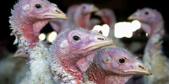 Bird flu has returned to the Midwest. Minnesota alone has had 2.7 million bird deaths this year due to the disease. Pictured: Turkeys seen at a turkey farm near Sauk Center, Minnesota on Nov. 2, 2005.