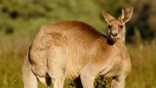 Kangaroo Suspected Of Killing Australian Man Blocked Paramedics From Reaching Him