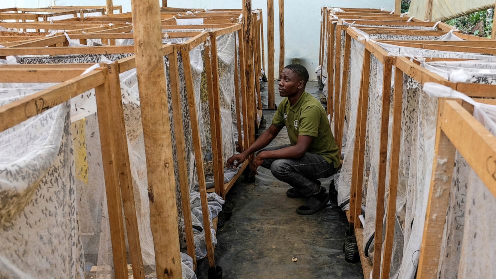 Muhammad Magezi of agricultural exporter Enimiro checks on cages holding black soldier flies, whose larvae are used to produce organic fertilizer from food waste, in a breeding section in Kangulumira, Kayunga District, Uganda Monday, Sept. 5, 2022. U