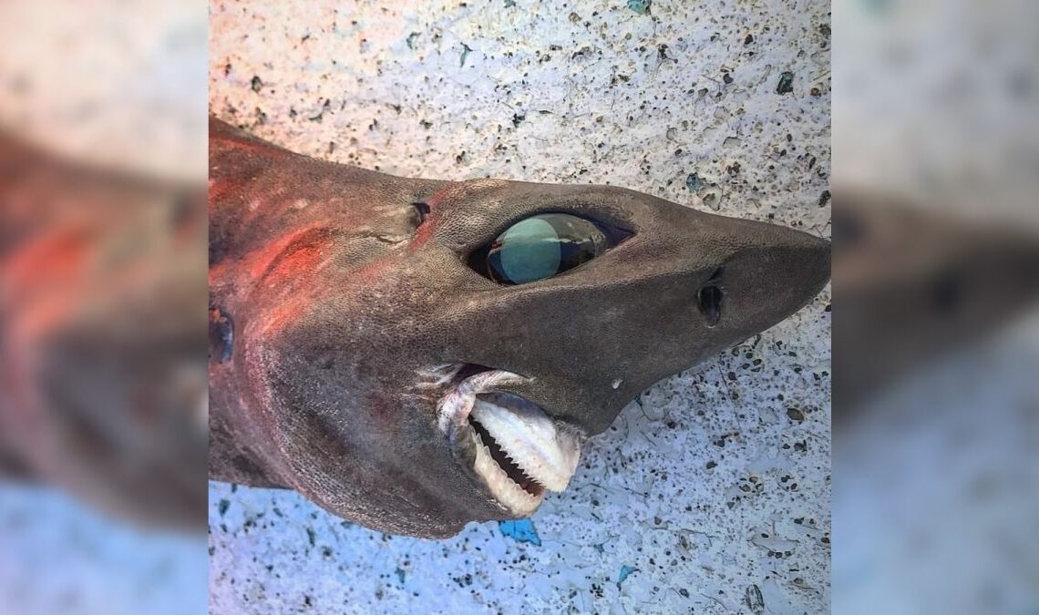 Mysterious 'nightmare' shark with unnerving human-like smile dragged up from the deep sea