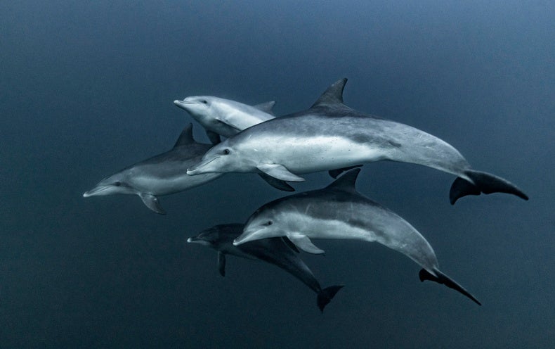 The Purpose of Dolphins' Mysterious Brain Net May Finally Be Understood