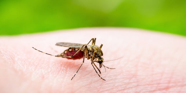 Tropical mosquitoes have migrated in mass to Southern California this summer. 
