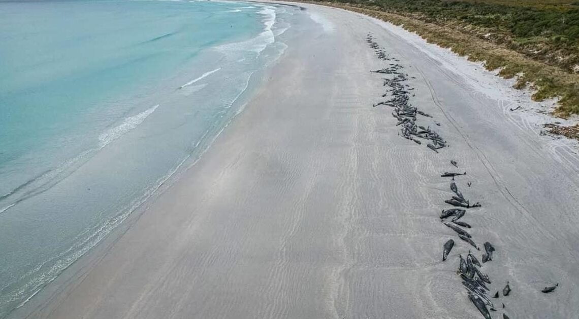 Nearly 500 pilot whales dead after two mass strandings in New Zealand