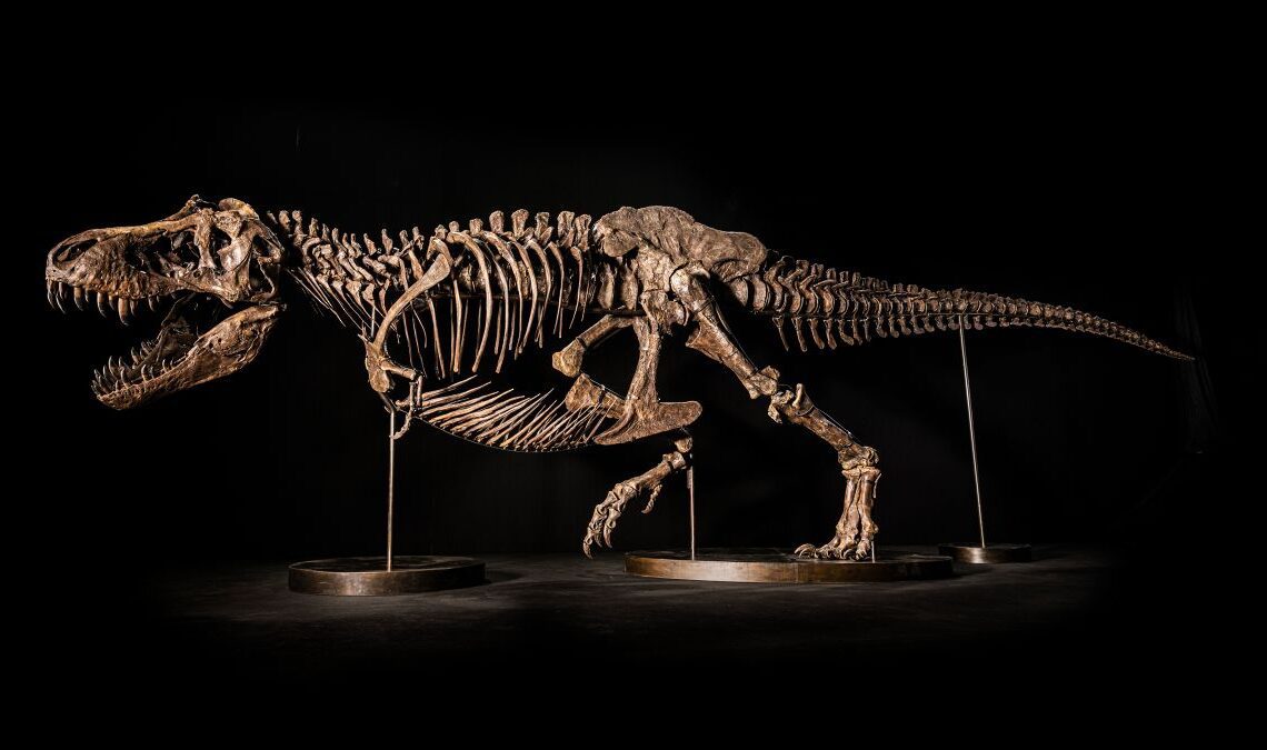 $25 million auction of T. rex skeleton called off at the last minute over replica bone controversy
