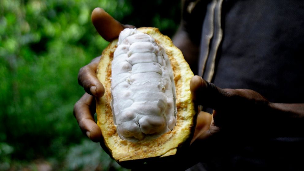 Sylvain N'goran , who has been a cocoa farmer for the past 17 years, holds cocoa beans in his hand in the village of Bocanda north of Abidjan, Ivory Coast, Oct. 24, 2022. National production remains on track because the amount of land being cultivate