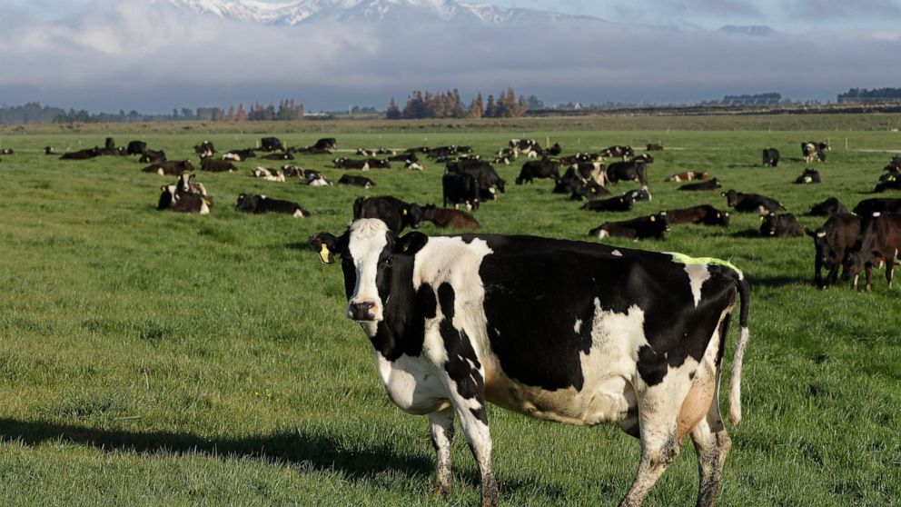 FILE - Dairy cows graze on a farm near Oxford, New Zealand, on Oct. 8, 2018. New Zealand scientists are coming up with some surprising solutions for how to reduce methane emissions from farm animals. (AP Photo/Mark Baker, File)