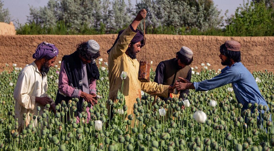 Opium production increases 32% in Taliban-ruled Afghanistan, U.N. report says