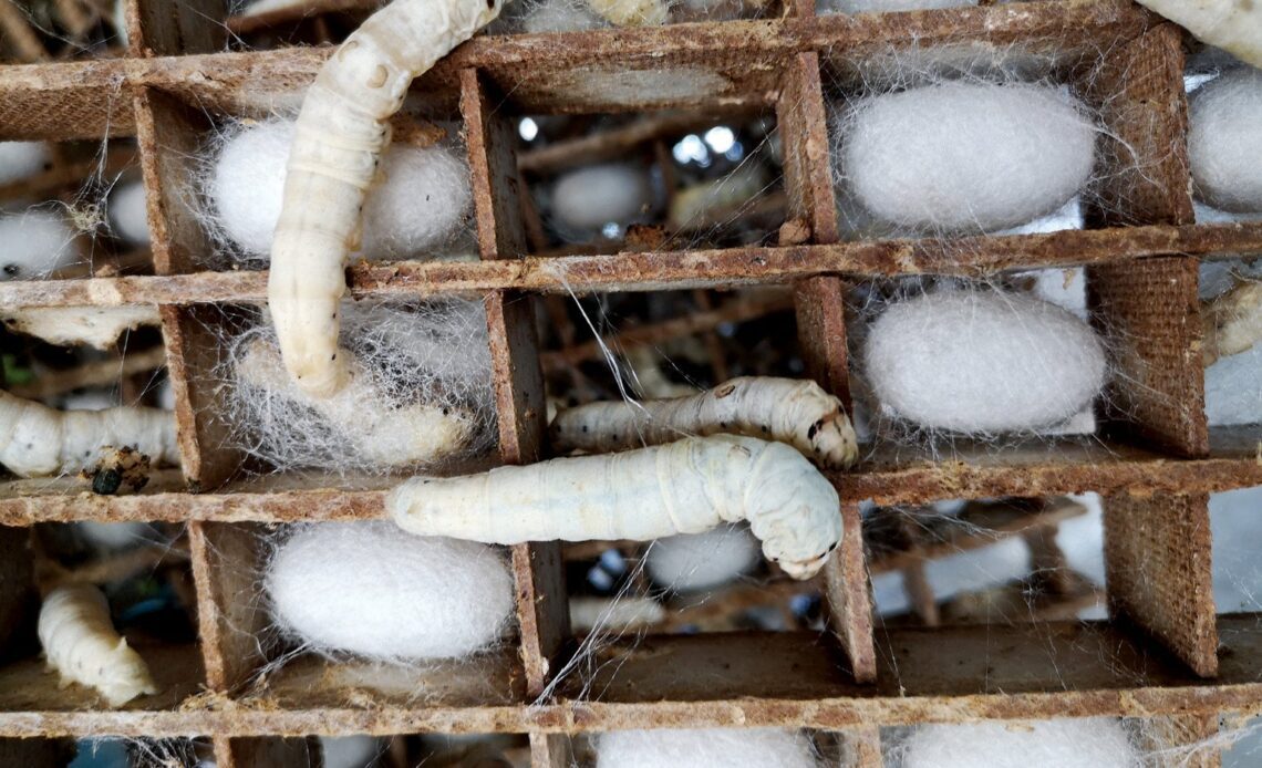Silkworms Spin a Potential Microplastics Substitute