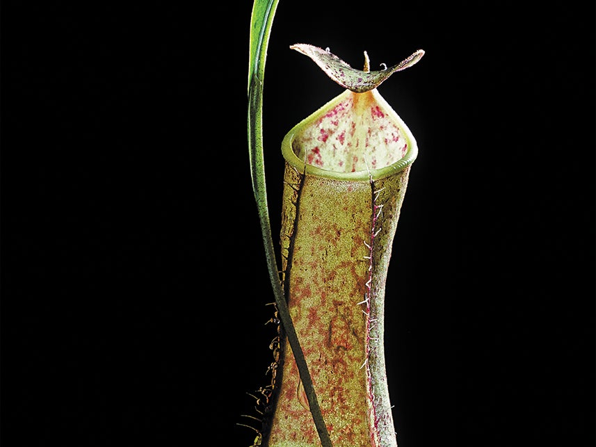 This Carnivorous Plant Has a Rain-Powered Trap