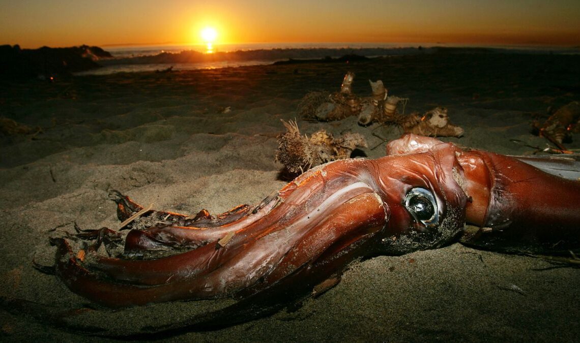 What is the largest squid in the world?