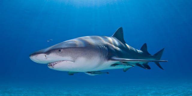 Image of Lemon Shark.