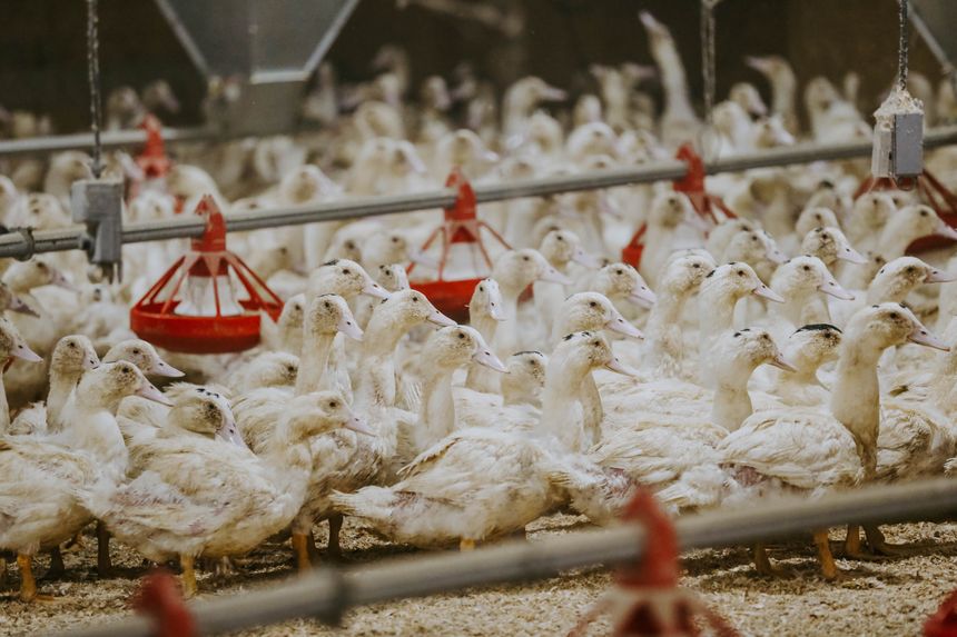 Epicures and Duck Farms Get a Reprieve From New York’s Foie Gras Ban