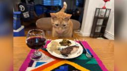 Smells the cat presented with a Thanksgiving spread after TSA rescue from suitcase