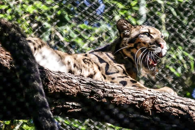 Nova the clouded leopard at the Dallas Zoo in September 2021.