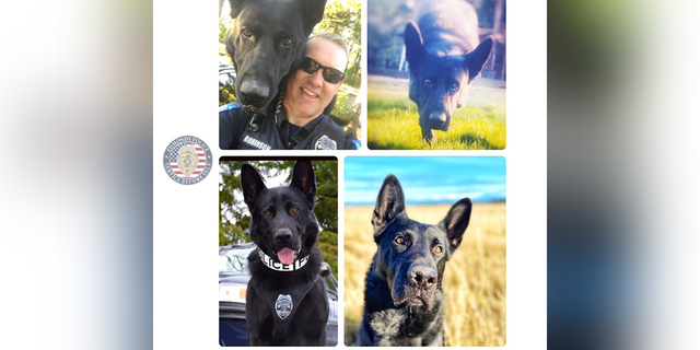 After nearly ten years of service, Police K-9 Hobbs will retire on January 26.