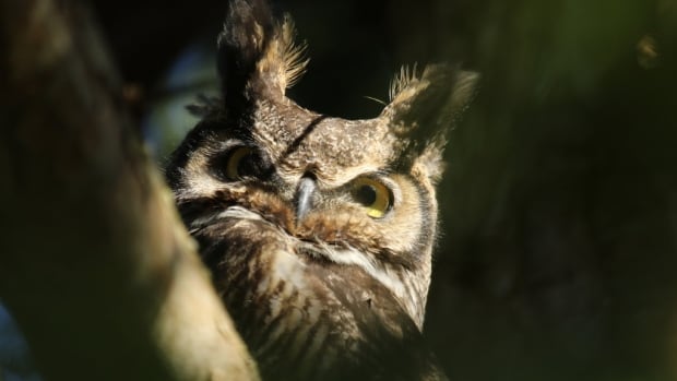 4 B.C. ski trails temporarily closed after owl attacks skiers