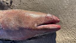 4-foot-long sea creature washes up on Texas beach, shocks researcher