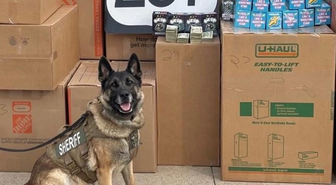 Texas K-9 sniffs out estimated $1.7 million worth of marijuana, mushroom-laced candy bars in traffic stop, deputies say