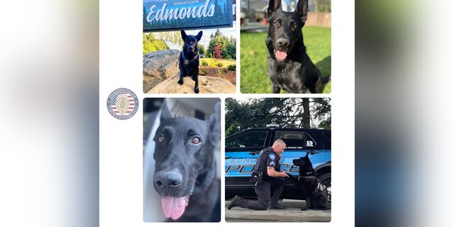 K-9 Hobbs and his partner, Sgt. Jason Robinson, have responded to more than 500 calls and events, apprehended about 166 suspects, and found 113 pieces of evidence,