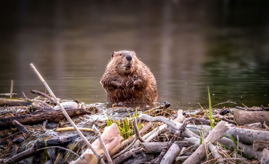 Why do beavers build dams?