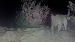 Abandoned dog taken in by coyotes as one of their own