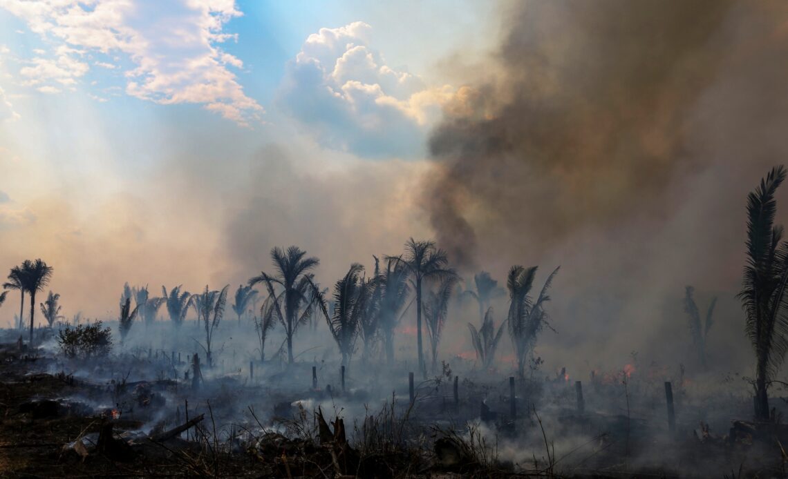 Brazil’s Amazon deforestation again hits record high for February | Climate Crisis News